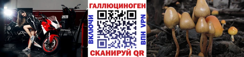 цены Гудермес Галлюциногенные грибы Psilocybine cubensis